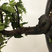金弹子盆景：头部碳化坨坨桩，古典优雅弯曲的主秆
