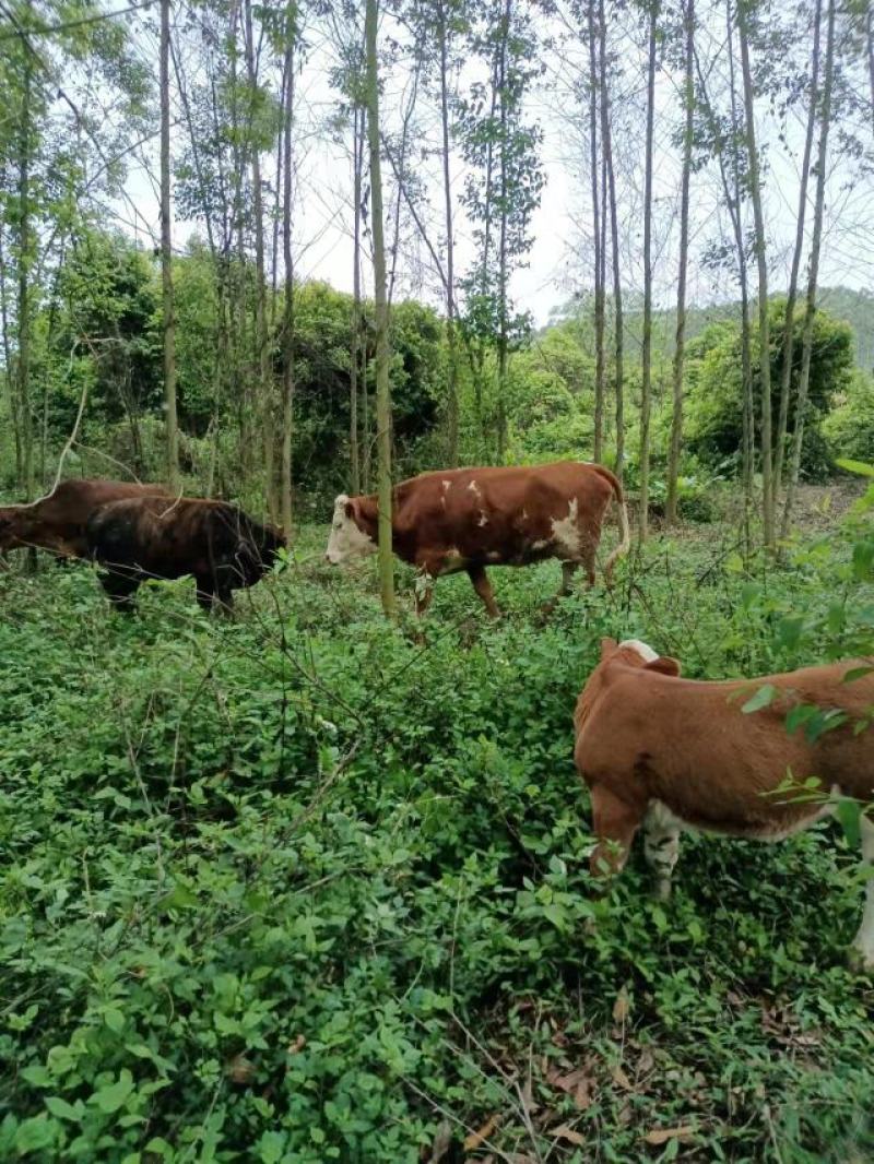 推荐】西门塔尔牛犊健康到家包成活包技术指导基地直供