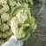 河南小米粒松花菜有机花菜基地一手货源量大从优