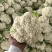 河南小米粒松花菜有机花菜基地一手货源量大从优