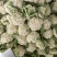 河南小米粒松花菜有机花菜基地一手货源量大从优