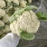 河南小米粒松花菜有机花菜基地一手货源量大从优