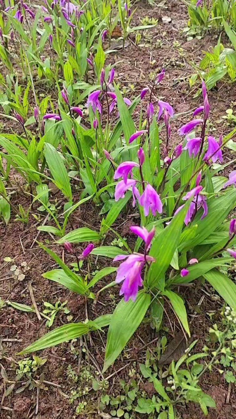 【白芨】精选三叉紫花白芨保质保量对接全国市场欢迎详谈看货