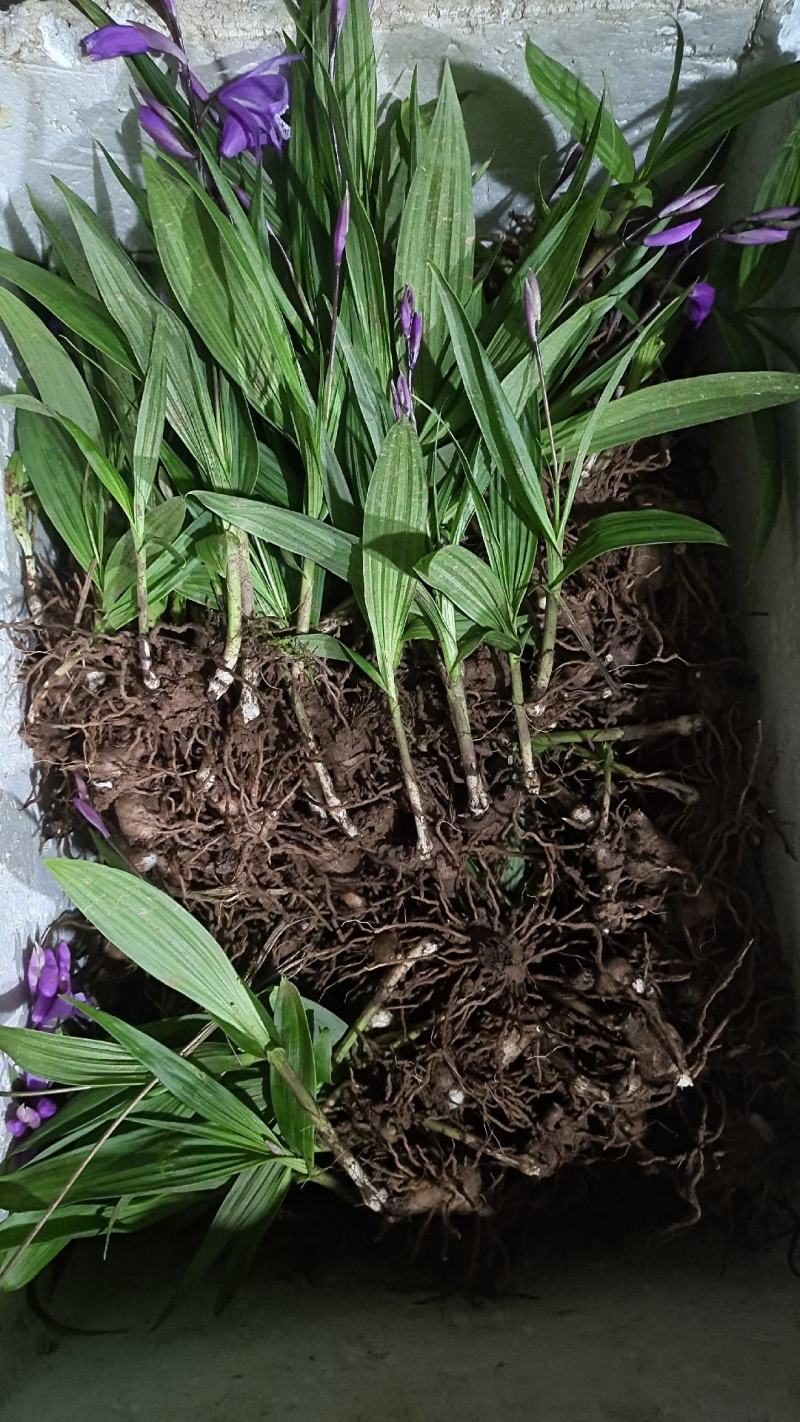 【白芨】精选三叉紫花白芨保质保量对接全国市场欢迎详谈看货