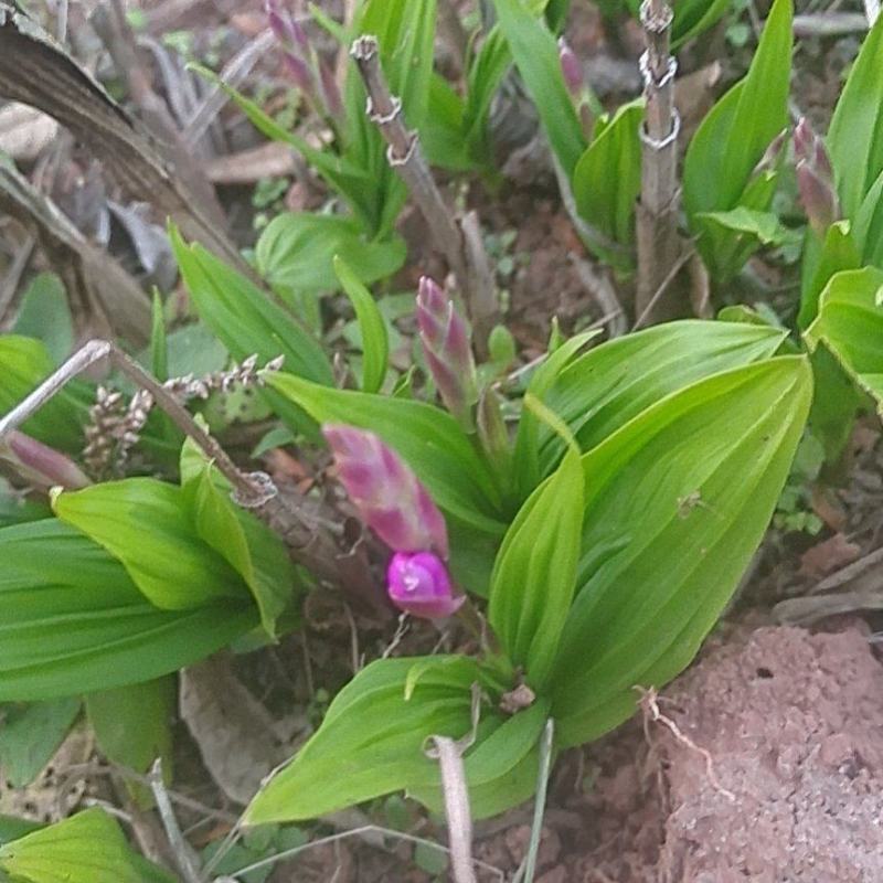 【白芨】精选三叉紫花白芨保质保量对接全国市场欢迎详谈看货
