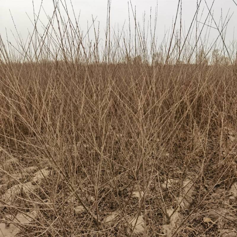 供应沙柳—甘肃沙柳树苗供应农户