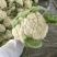 河南小米粒松花菜有机花菜基地一手货源量大从优