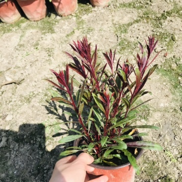 郫都区千鸟花基地价格低，千鸟花自家货源自产自销，千鸟花