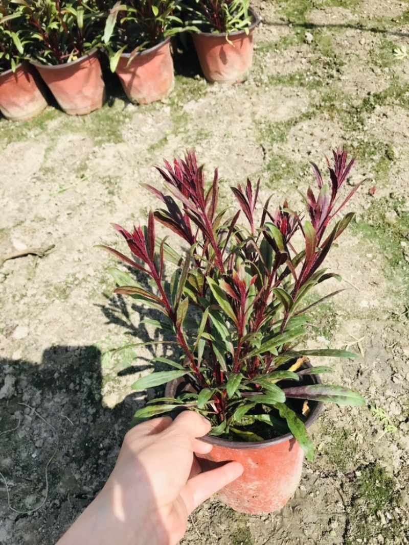 郫都区千鸟花基地价格低，千鸟花自家货源自产自销，千鸟花
