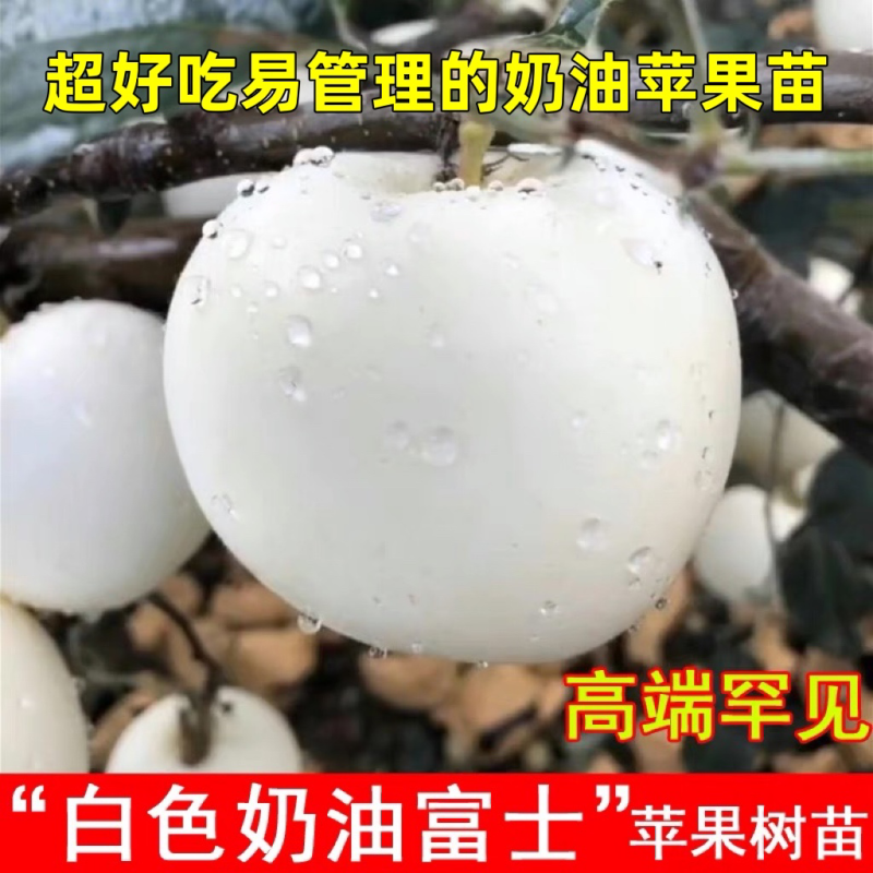 新品种奶油苹果苗奶香四溢脆甜可口适合南北方种植！