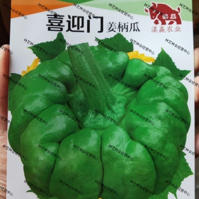 云南姜柄瓜种子香甜味小南瓜种孑高产春季四季蔬菜种子