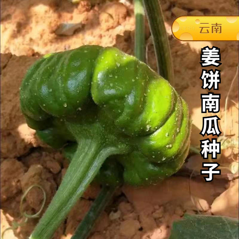 云南姜柄瓜种子香甜味小南瓜种孑高产春季四季蔬菜种子