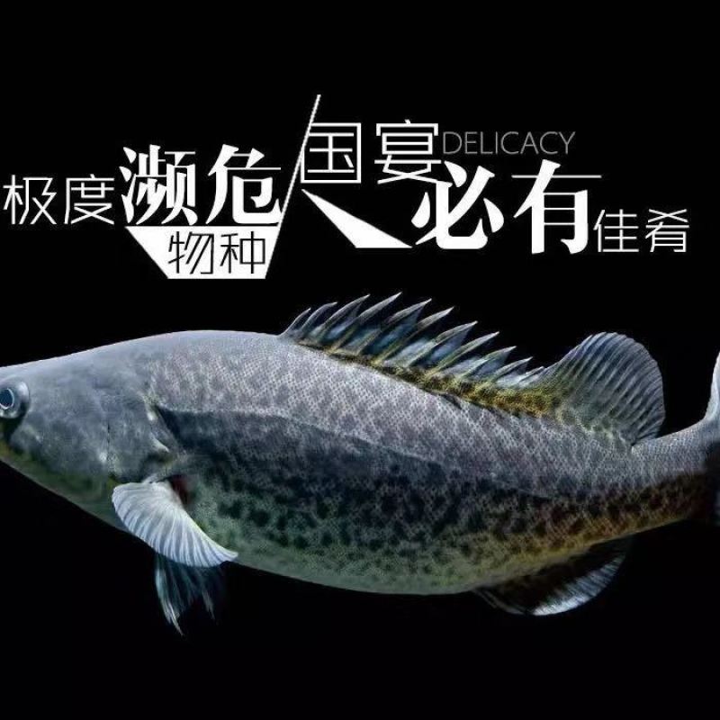 墨瑞雪龙纹斑