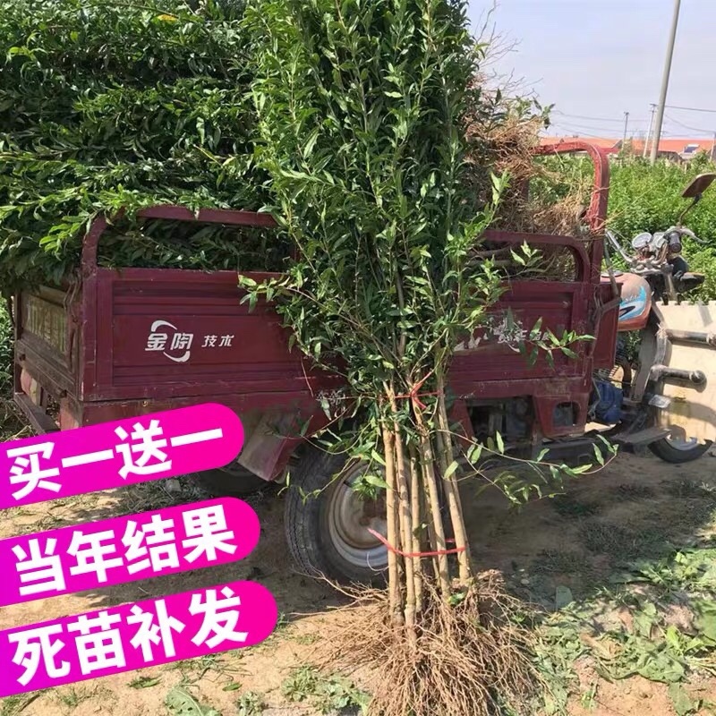 石榴树树苗突尼斯软籽石榴特大庭院果树南北方盆载地载石榴果苗