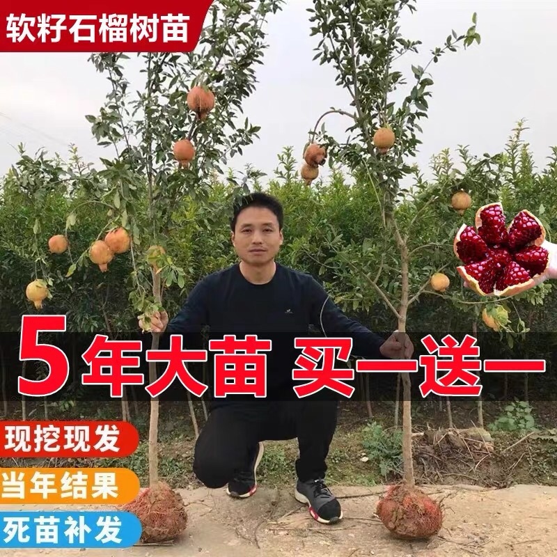 石榴树树苗突尼斯软籽石榴特大庭院果树南北方盆载地载石榴果苗