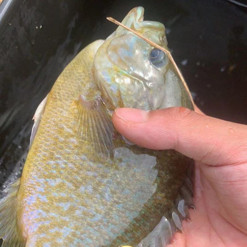 太阳鱼