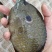 太阳鱼