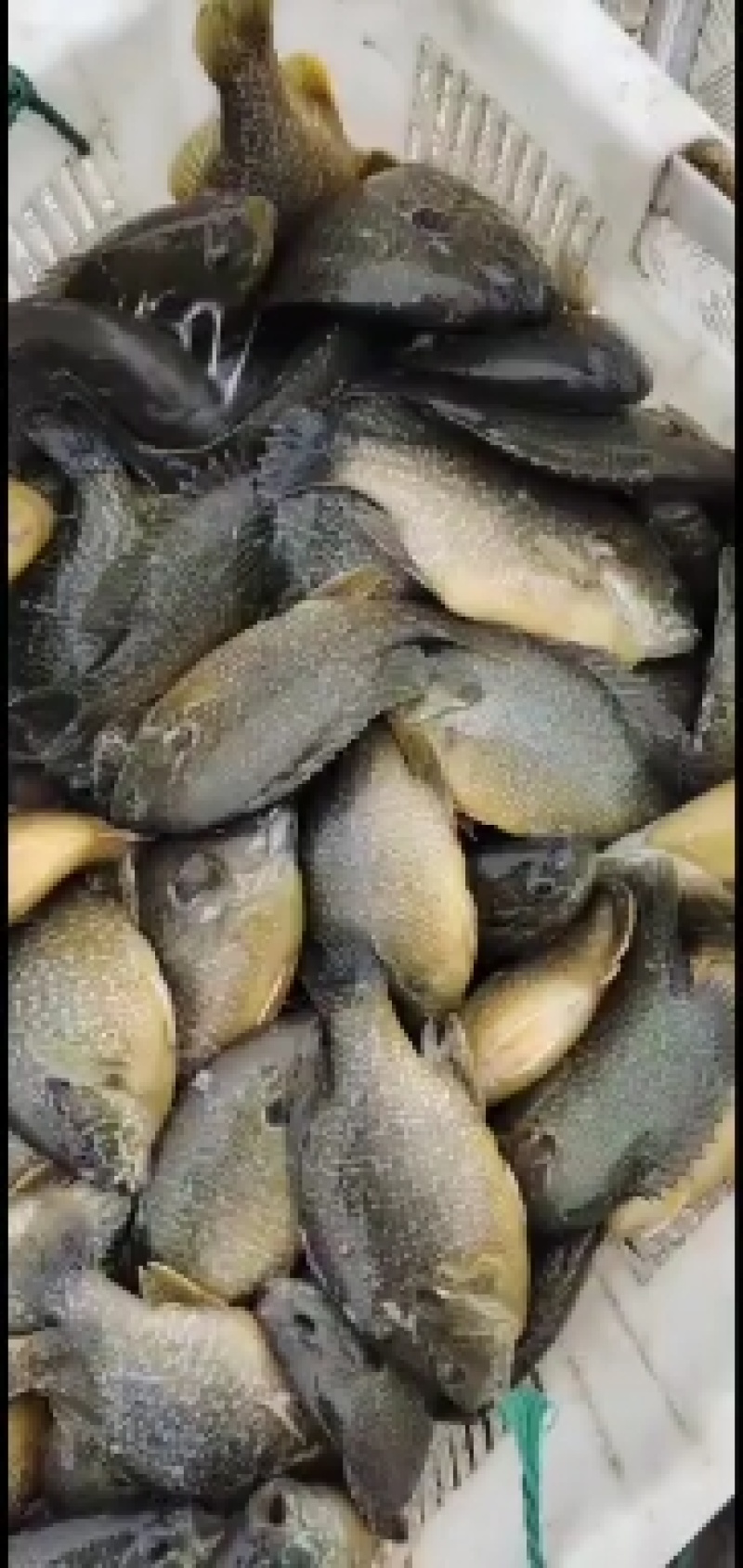 太阳鱼
