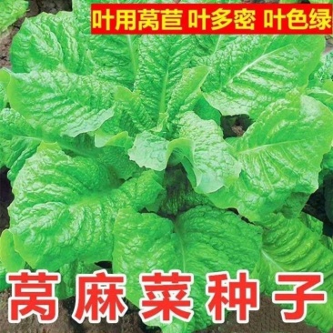 莴麻菜种子四季窝鸡菜种籽叶用莴苣曲麻菜种四川夏秋季生菜蔬