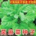 莴麻菜种子四季窝鸡菜种籽叶用莴苣曲麻菜种四川夏秋季生菜蔬