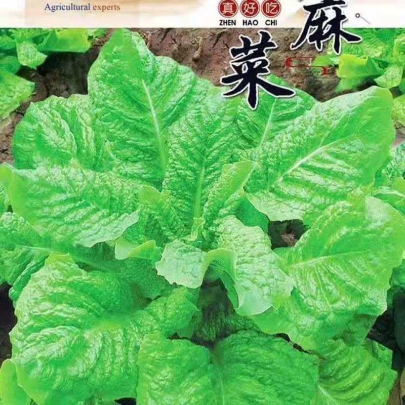 莴麻菜种子四季窝鸡菜种籽叶用莴苣曲麻菜种四川夏秋季生菜蔬