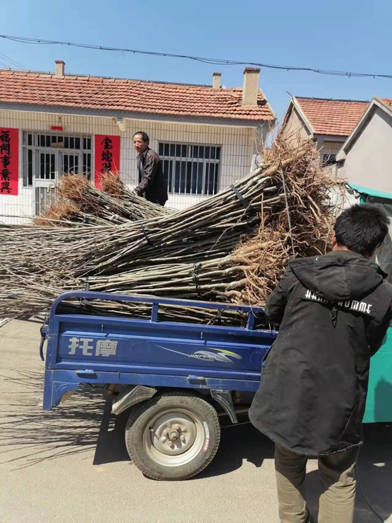 成品板栗苗栗子苗。大红袍板栗苗。包技术指导成品苗