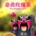 万通桑黄茶