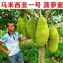 四季菠萝蜜树苗嫁接苗南方北方红肉马来西亚菠萝蜜苗树苗当年