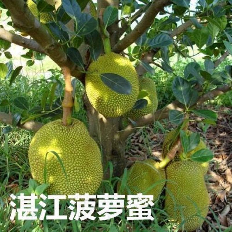 四季菠萝蜜树苗嫁接苗南方北方红肉马来西亚菠萝蜜苗树苗当年