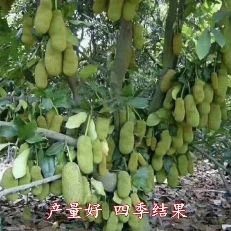 四季菠萝蜜树苗嫁接苗南方北方红肉马来西亚菠萝蜜苗树苗当年