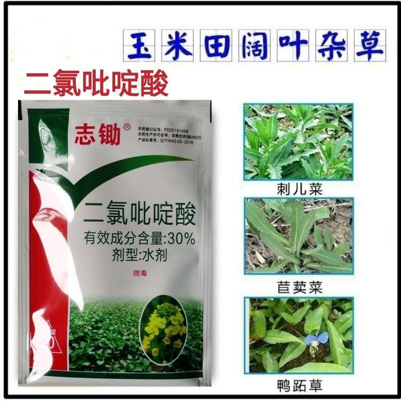 30%二氯吡啶酸油菜玉米阔叶杂草除草剂刺儿菜鬼针草除