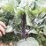 红梗香芥蓝种子红脚芥兰红菜苔红菜心红梗甜芥蓝四季蔬菜种孑