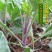 红梗香芥蓝种子红脚芥兰红菜苔红菜心红梗甜芥蓝四季蔬菜种孑