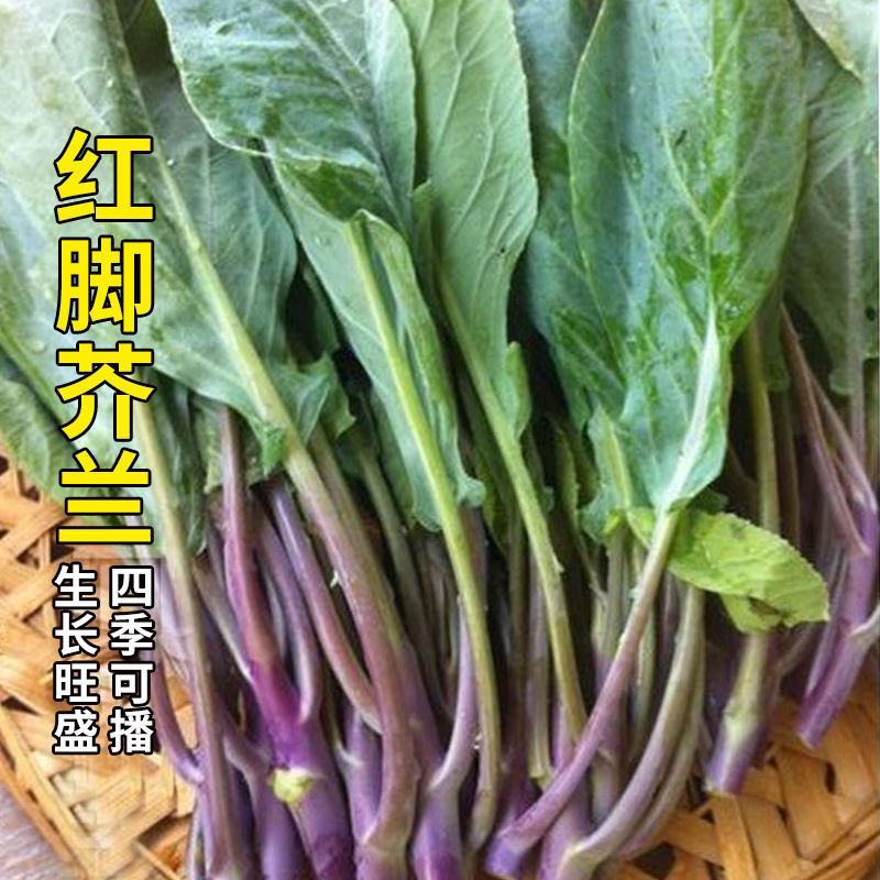 红梗香芥蓝种子红脚芥兰红菜苔红菜心红梗甜芥蓝四季蔬菜种孑