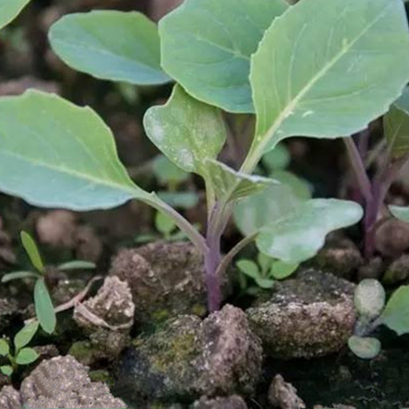 红梗香芥蓝种子红脚芥兰红菜苔红菜心红梗甜芥蓝四季蔬菜种孑