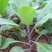 红梗香芥蓝种子红脚芥兰红菜苔红菜心红梗甜芥蓝四季蔬菜种孑