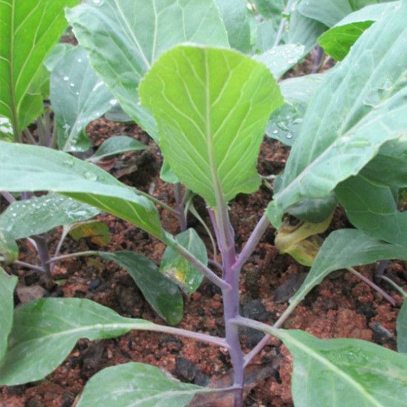 红梗香芥蓝种子红脚芥兰红菜苔红菜心红梗甜芥蓝四季蔬菜种孑