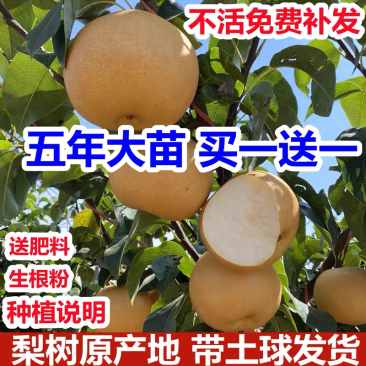 嫁接梨树苗果树苗翠冠梨黄金梨南方北方种植盆栽地栽当年结果