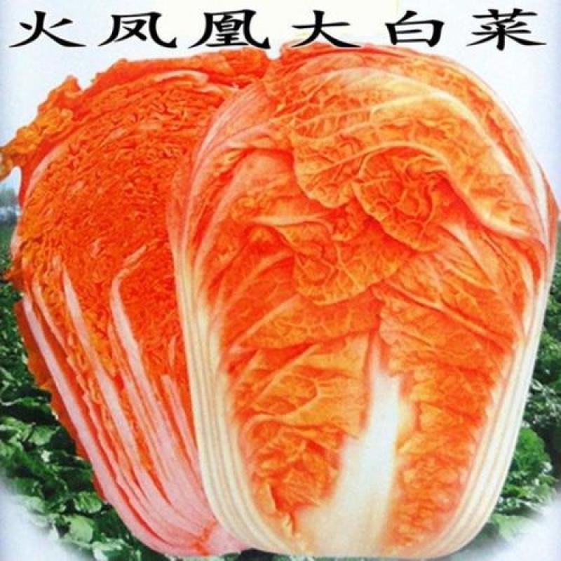 火凤凰大白菜的种子杂交白菜种子大全北方特红特嫩农家庭院菜