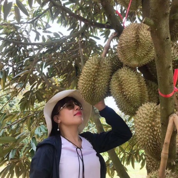 新鲜泰国金枕榴莲，甲仑，拖曼尼，猫山王榴莲，批发一件代发