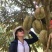 新鲜泰国金枕榴莲，甲仑，拖曼尼，猫山王榴莲，批发一件代发