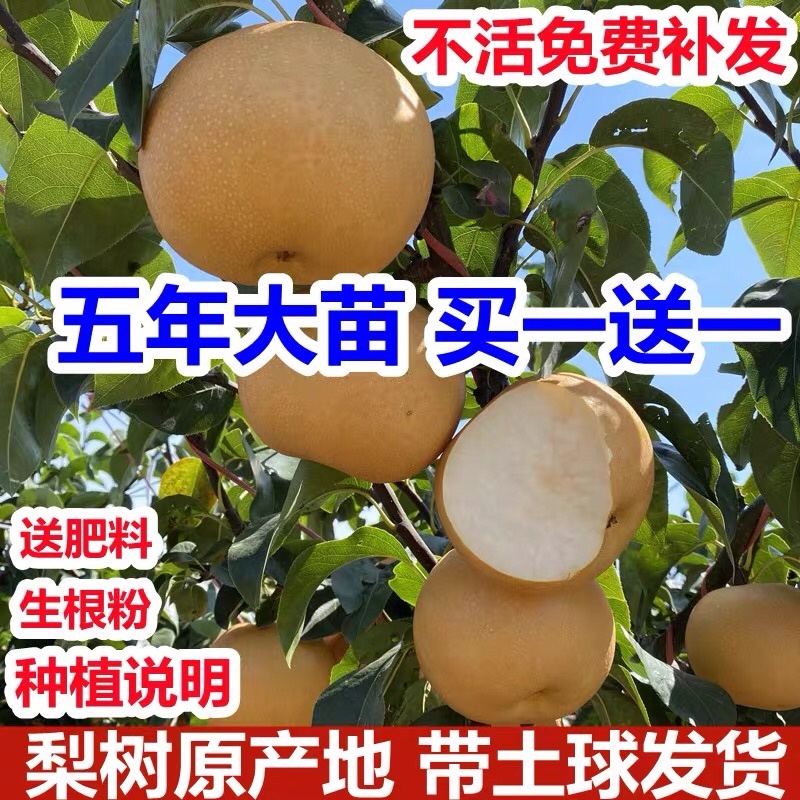 嫁接梨树苗果树苗翠冠梨黄金梨南方北方种植盆栽地栽当年结果