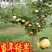 嫁接梨树苗果树苗翠冠梨黄金梨南方北方种植盆栽地栽当年结果