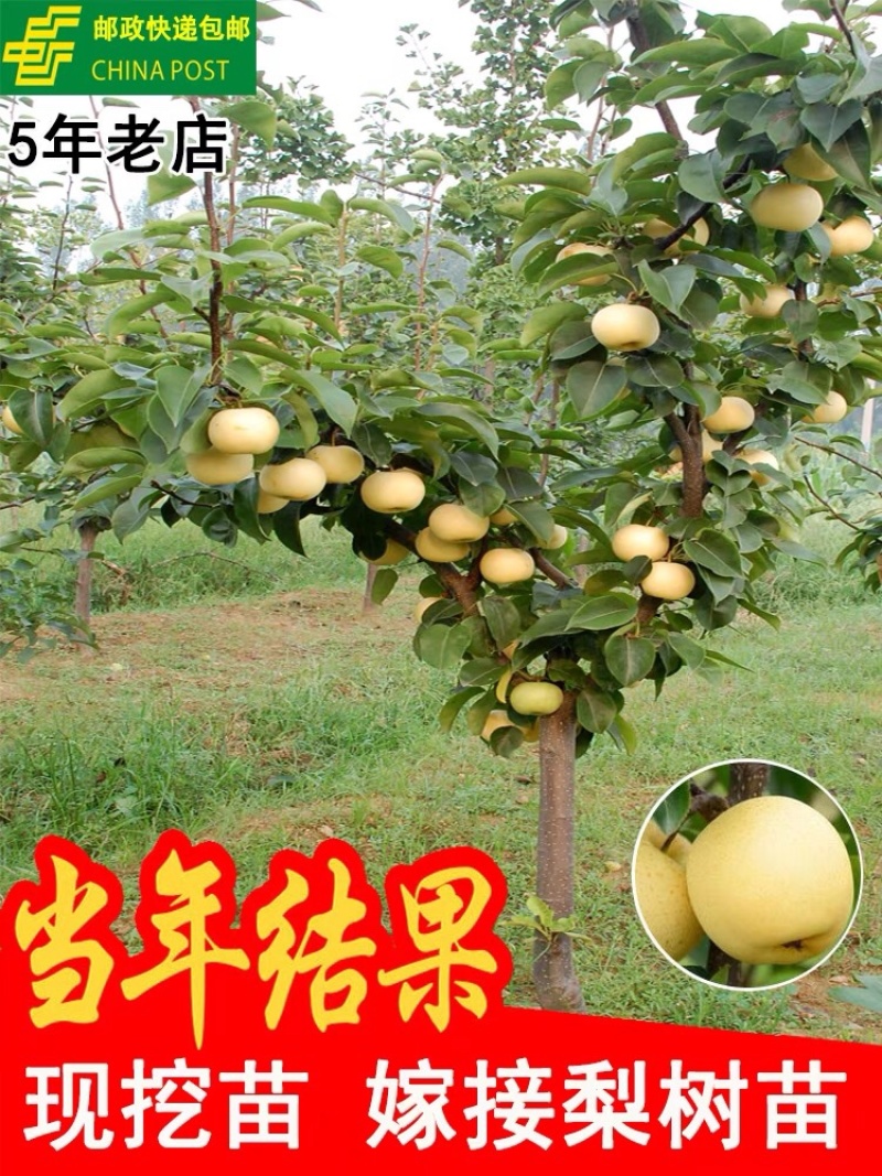 嫁接梨树苗果树苗翠冠梨黄金梨南方北方种植盆栽地栽当年结果