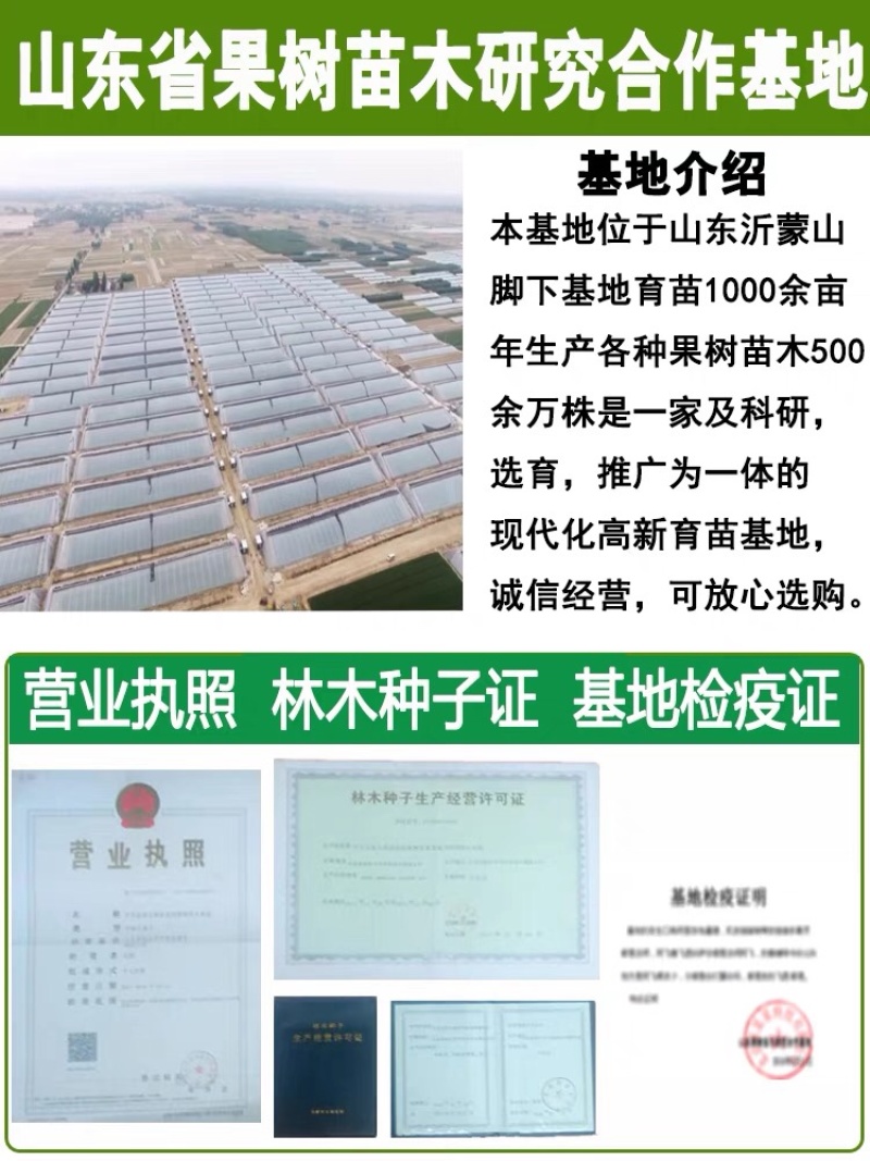 嫁接梨树苗果树苗翠冠梨黄金梨南方北方种植盆栽地栽当年结果