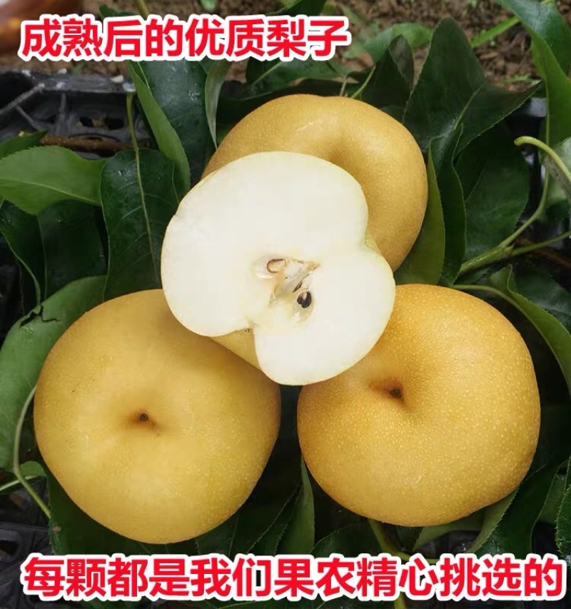 嫁接梨树苗果树苗翠冠梨黄金梨南方北方种植盆栽地栽当年结果