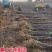嫁接梨树苗果树苗翠冠梨黄金梨南方北方种植盆栽地栽当年结果