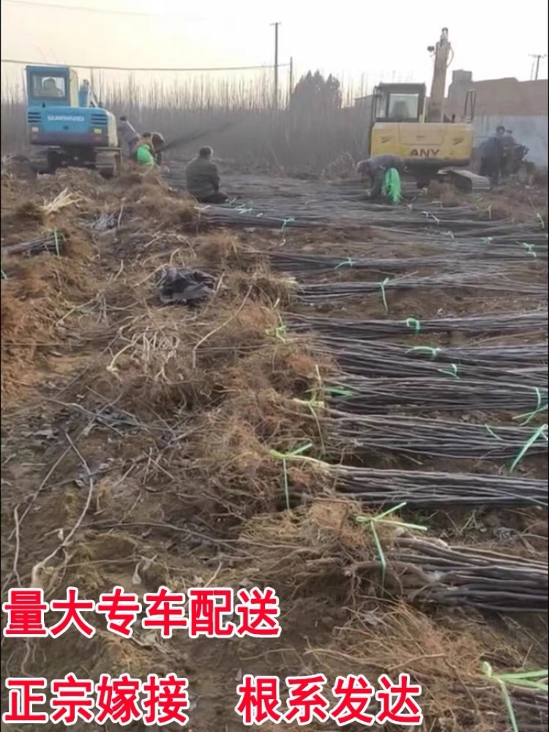 嫁接梨树苗果树苗翠冠梨黄金梨南方北方种植盆栽地栽当年结果