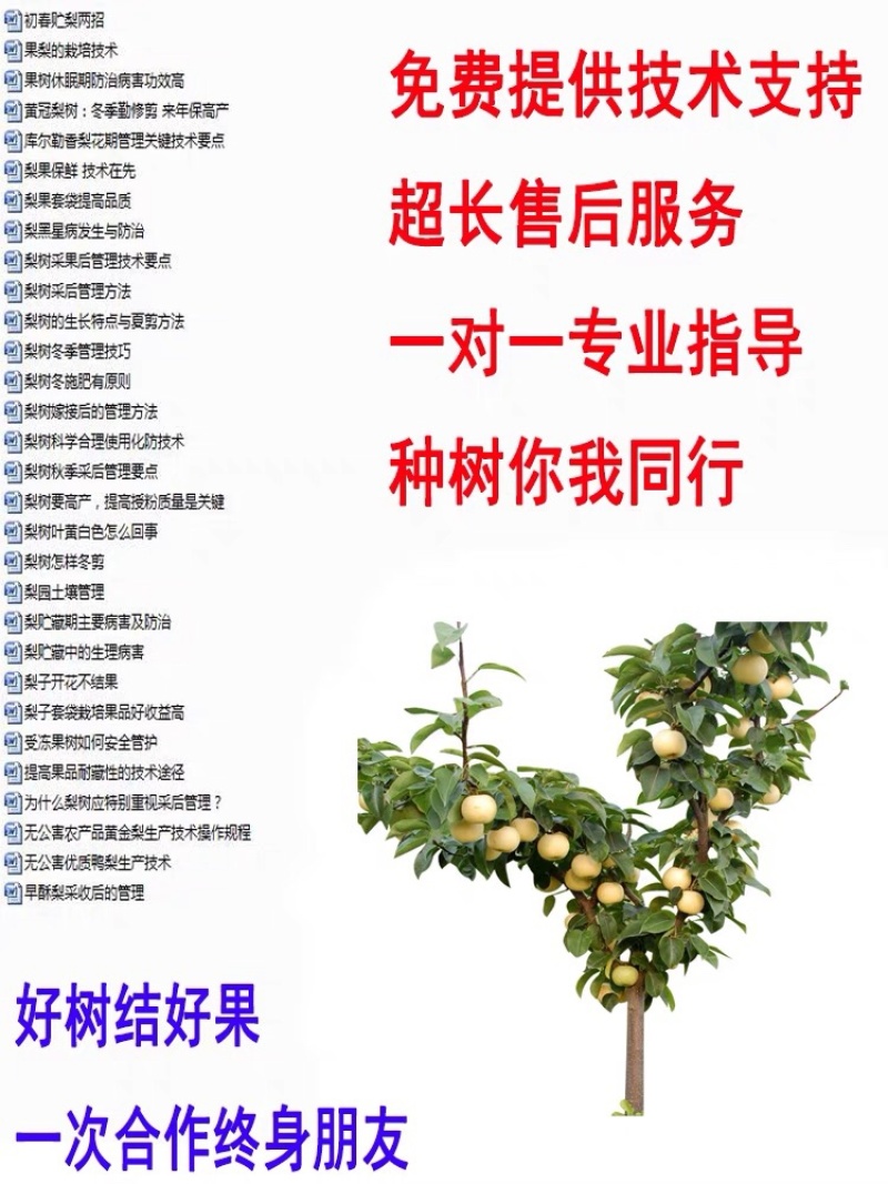 嫁接梨树苗果树苗翠冠梨黄金梨南方北方种植盆栽地栽当年结果