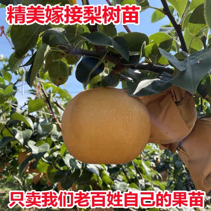 嫁接梨树苗果树苗翠冠梨黄金梨南方北方种植盆栽地栽当年结果